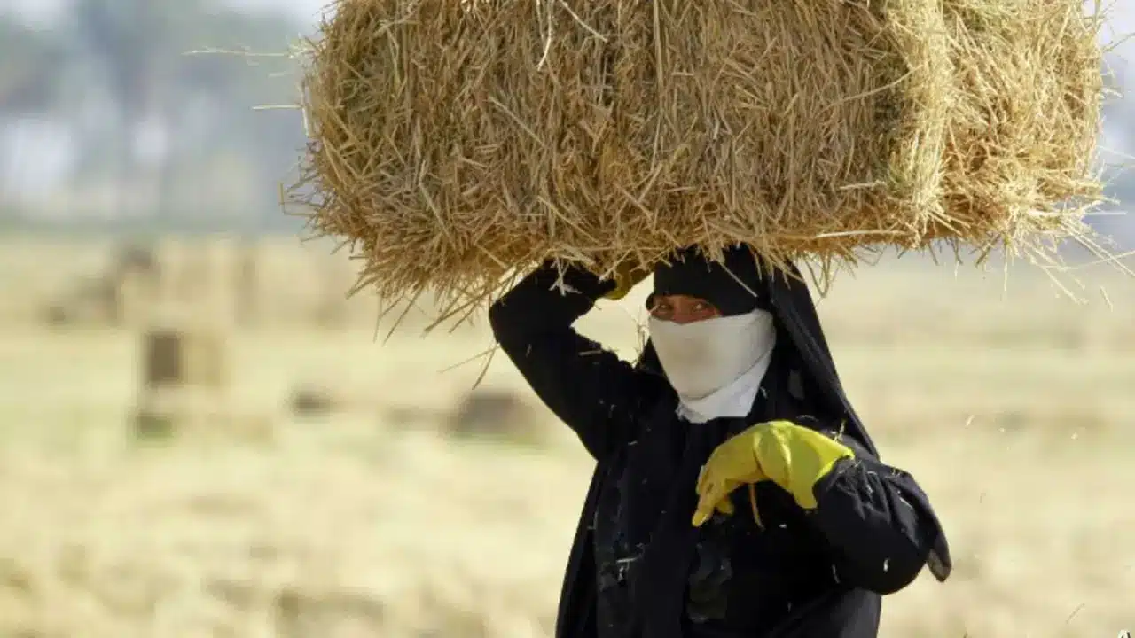 اليوم الدولي للمرأة الريفية